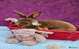 Mini Lop rabbits for sale: Baby velveteen lops & adult mini rex  - Image 12