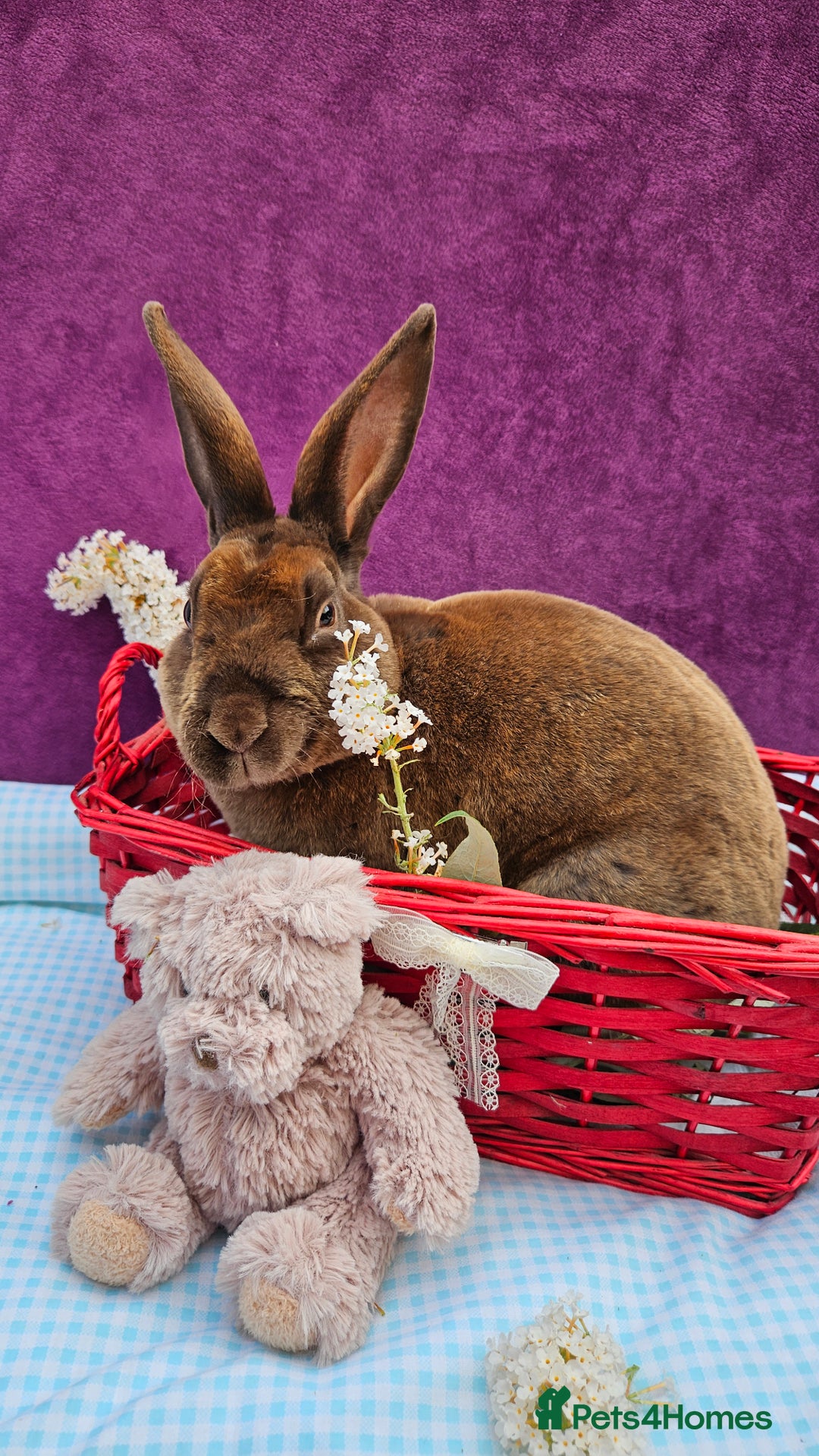 Mini Lop rabbits for sale: Baby velveteen lops & adult mini rex  - Image 12