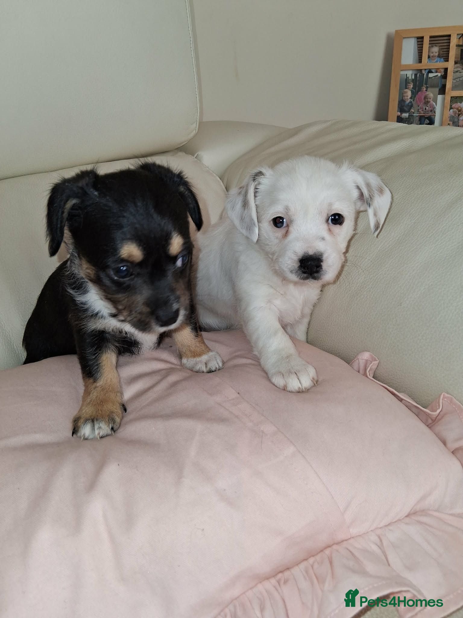 Mixed Breed dogs Chihuahua x mam dad borderline terrier - Advert 2