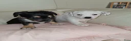 Mixed Breed dogs for sale: Chihuahua x mam dad borderline terrier - Advert 1