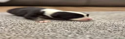 Australian Shepherd dogs for sale: 7 stunning Australian Shepards  - Advert 21