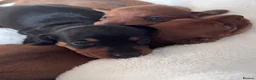 Miniature Dachshund dogs for sale: KC Registered Red Miniature Smooth dachshund pups - Advert 6
