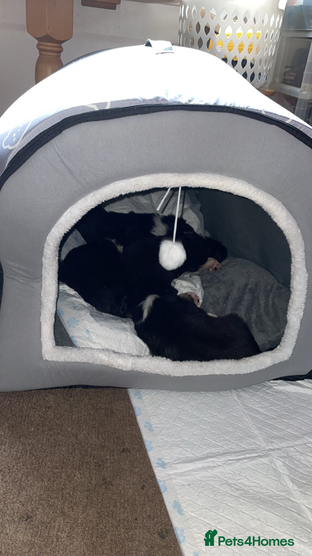 Border Collie dogs for sale: Border collie pups - Image 11