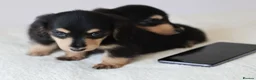Miniature Dachshund dogs for sale: 5*Licensed+KCreg+PRAClear+Vetchecked+BLACK&CREAM - Advert 19