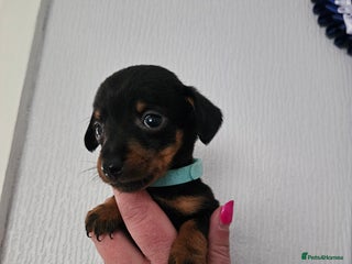 Mixed Breed dogs - Advert 19