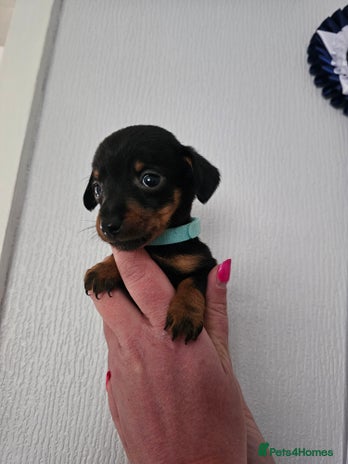 Mixed Breed dogs - Advert 8