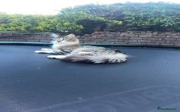 Mixed Breed cats for sale: Beautiful kittens 3 girls 1 boy  - Image 23
