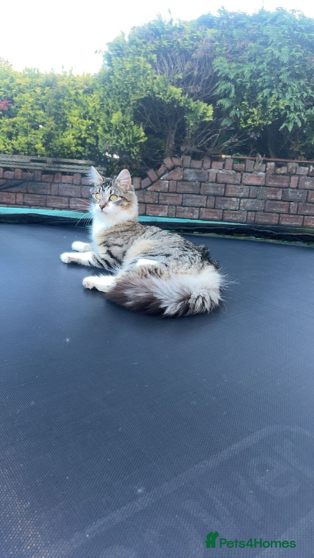 Mixed Breed cats for sale: Beautiful kittens 3 girls 1 boy  - Image 23