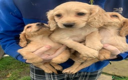 Sprocker dogs for sale: Stunning Sprocker pups - Image 5