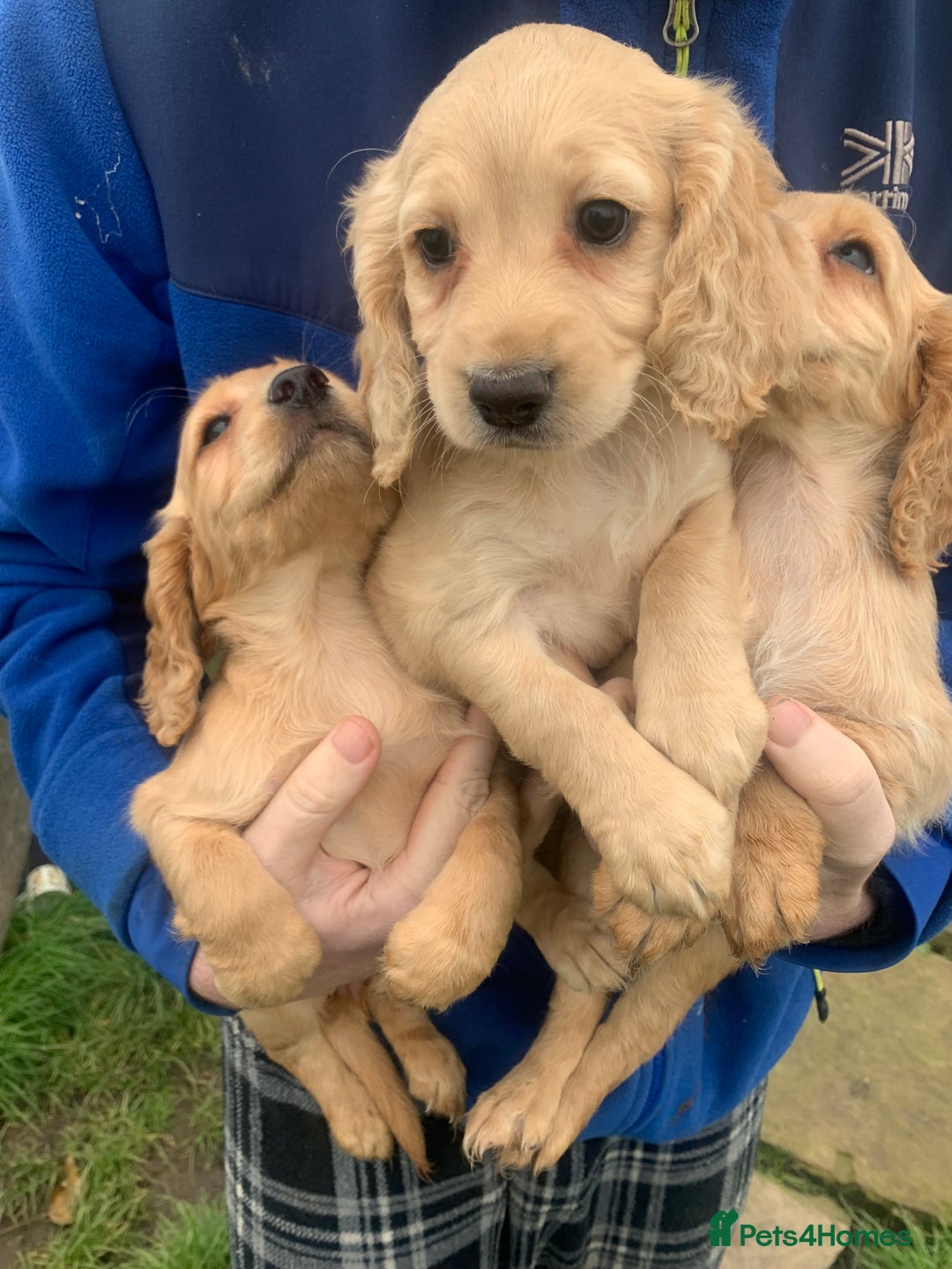 Sprocker dogs for sale: Stunning Sprocker pups - Image 5