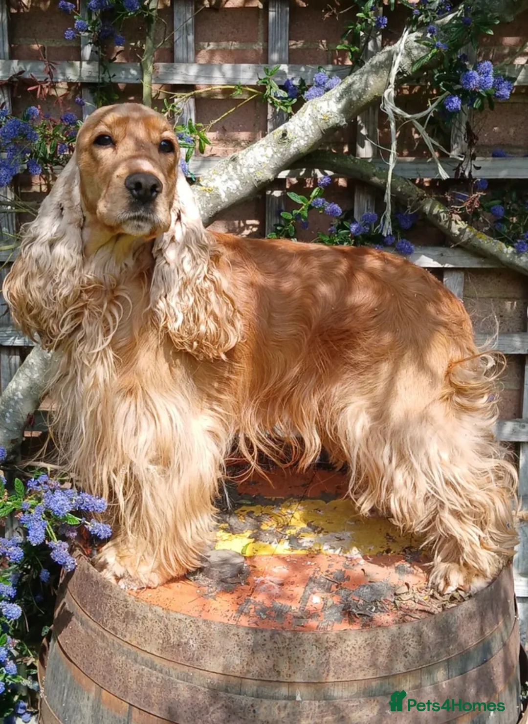 Cockapoo dogs for sale: Cockapoo F1B male puppies for sale  - Advert 9