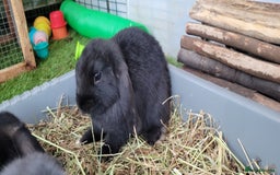 Mini Lop rabbits for sale: Beautiful Mini Lops - READY TO LEAVE  - Image 9