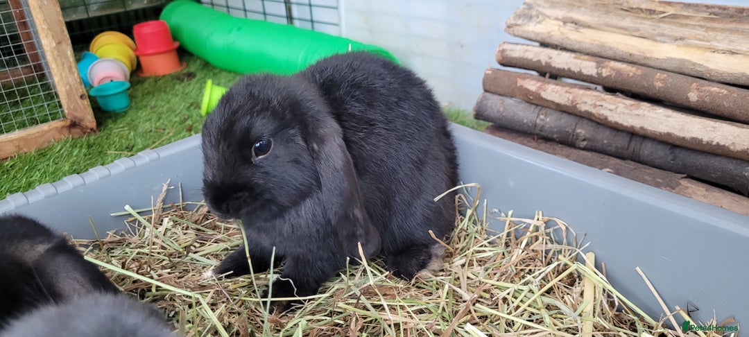 Mini Lop rabbits for sale: Beautiful Mini Lops - READY TO LEAVE  - Image 9