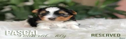 Yorkshire Terrier dogs for sale: One Gorgeous Girl Biewer Terrier LEFT! - Advert 5