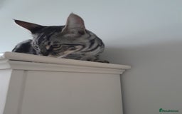 Savannah cats for sale: Full Pedigree & TICA Reg Marble Savannah Kitten - Image 6