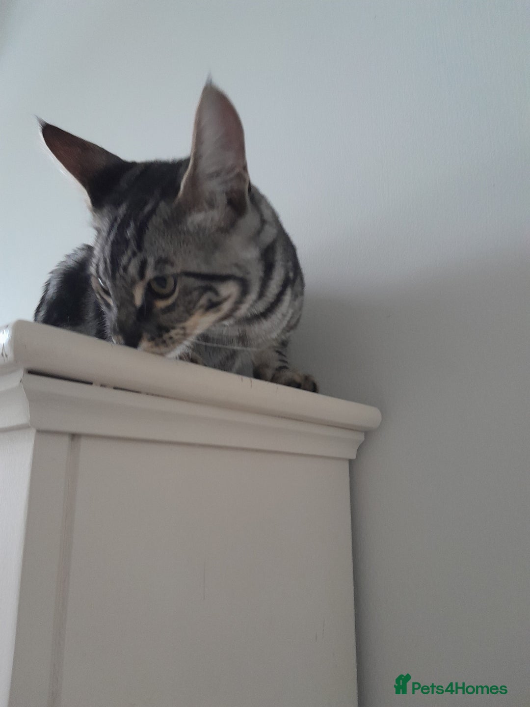 Savannah cats for sale: Full Pedigree & TICA Reg Marble Savannah Kitten - Image 6