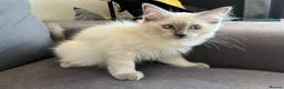 Ragdoll cats for sale: Pure ragdoll kittens for sale London - Advert 12