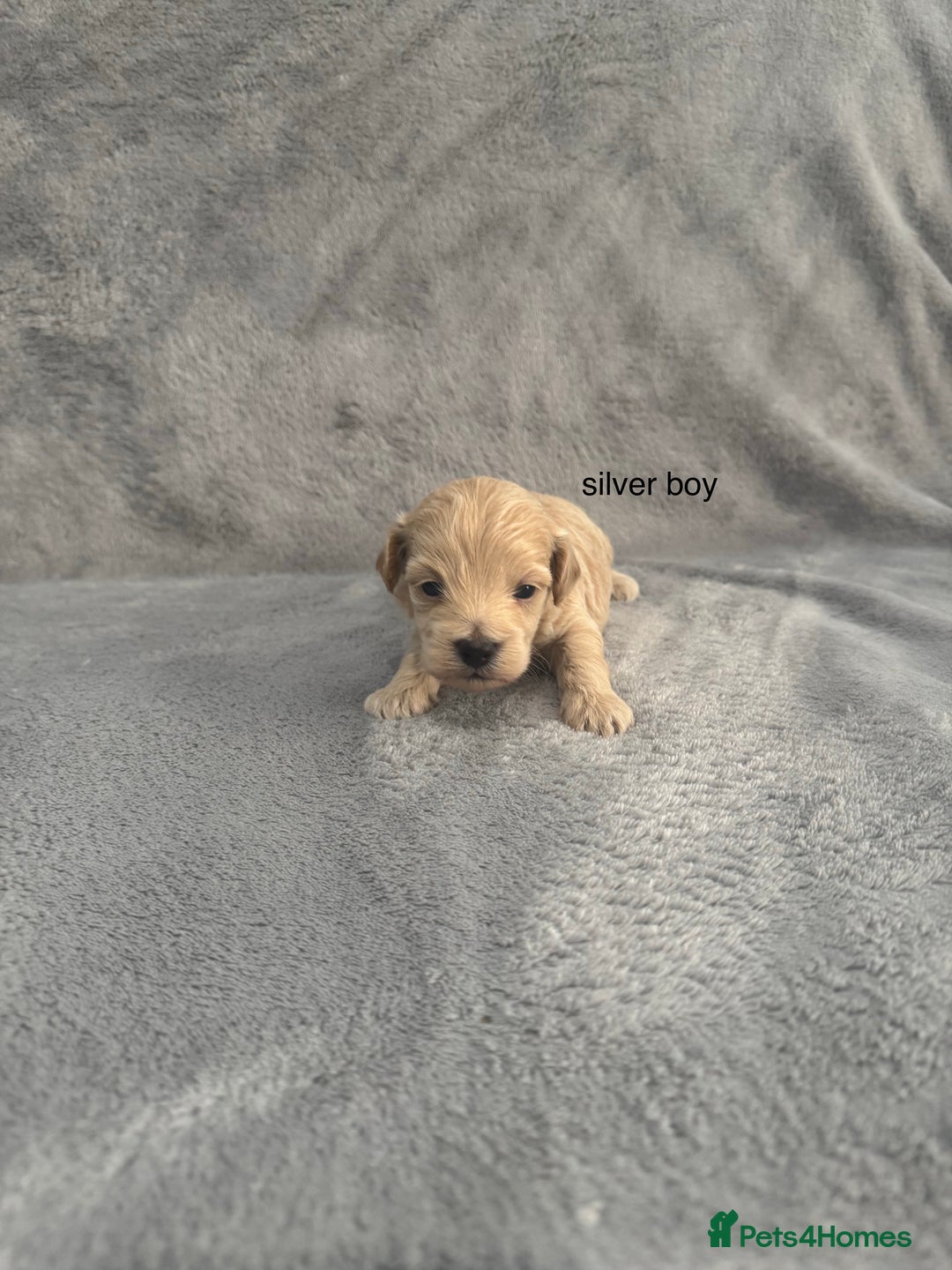 Maltipoo dogs for sale: 5 beautiful Maltese pups for sale - Image 5