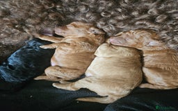 Miniature Poodle dogs for sale: Majestic trusted companies secure yours today  - Image 12