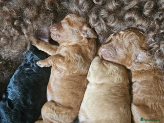 Miniature Poodle dogs Majestic trusted companies secure yours today - Advert 9