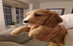 Mixed Breed dogs for sale: Beautiful Cavapoo X puppies - Image 7