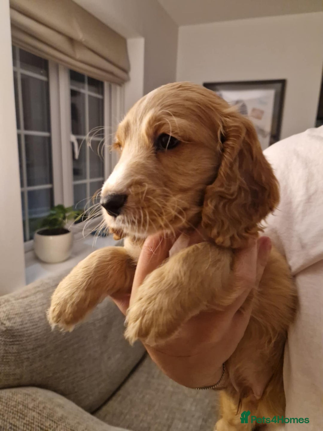 Mixed Breed dogs for sale: Beautiful Cavapoo X puppies - Image 7