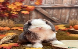 Mini Lop rabbits for sale: Doe mini lop (Pet only) ✨ - Advert 2