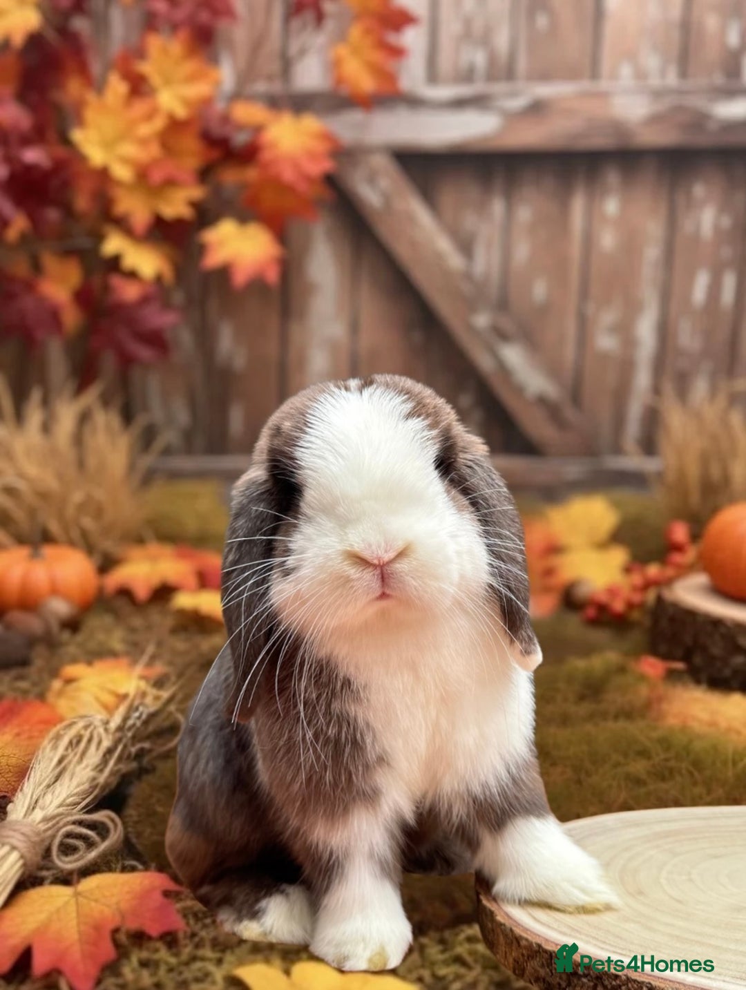 Mini Lop rabbits for sale: Doe mini lop (Pet only) ✨ - Advert 2