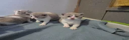 British Shorthair cats for sale: British shorthairs  kittens  - Advert 4