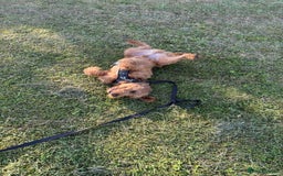 Labradoodle dogs for sale: 10 month old labradoodle for rehoming - Image 9
