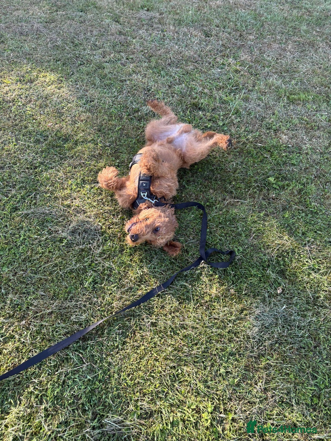 Labradoodle dogs for sale: 10 month old labradoodle for rehoming - Image 9