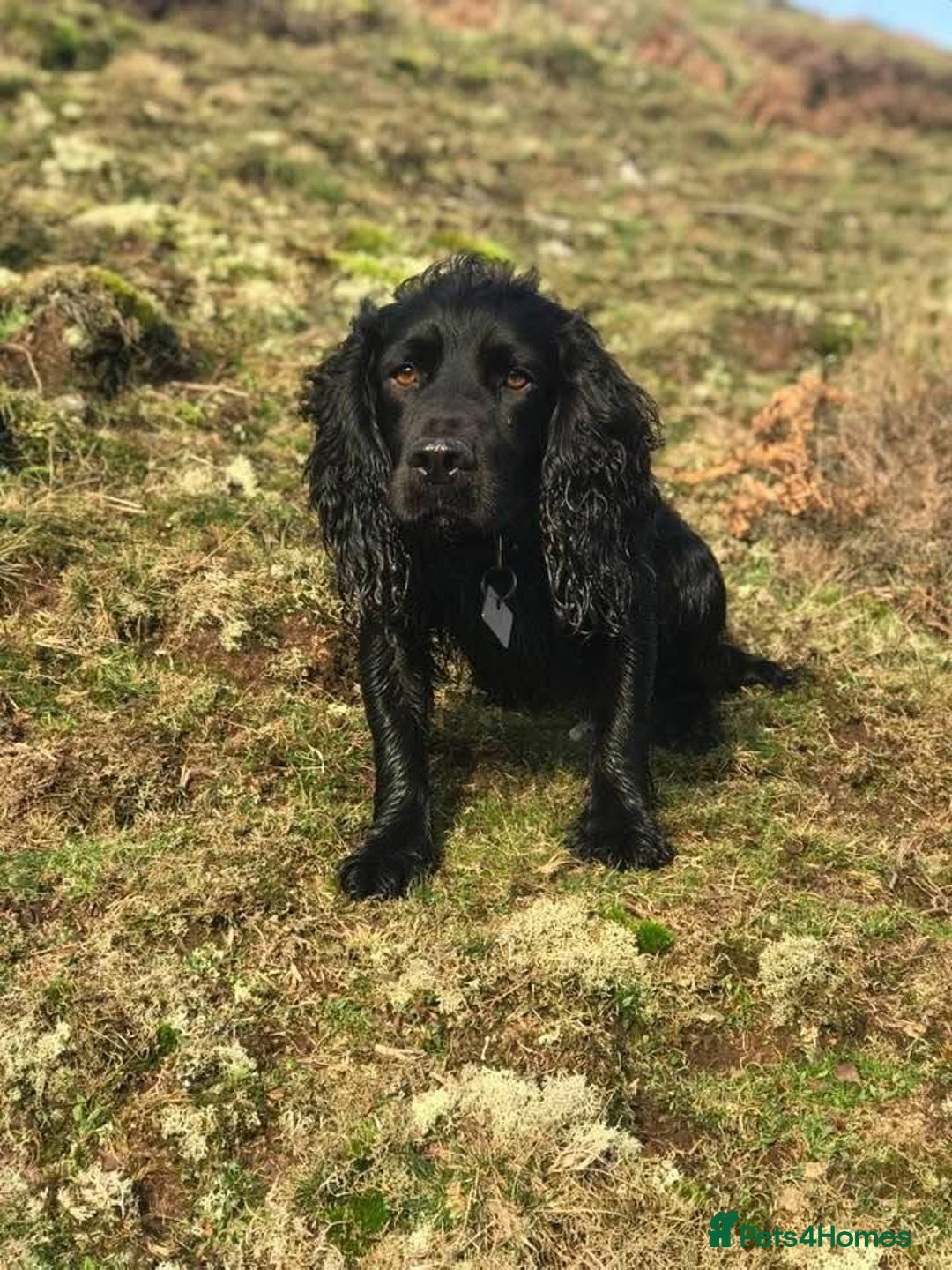 Cocker Spaniel dogs for sale: Quality KC Registered Working Cocker Spaniels - Image 13
