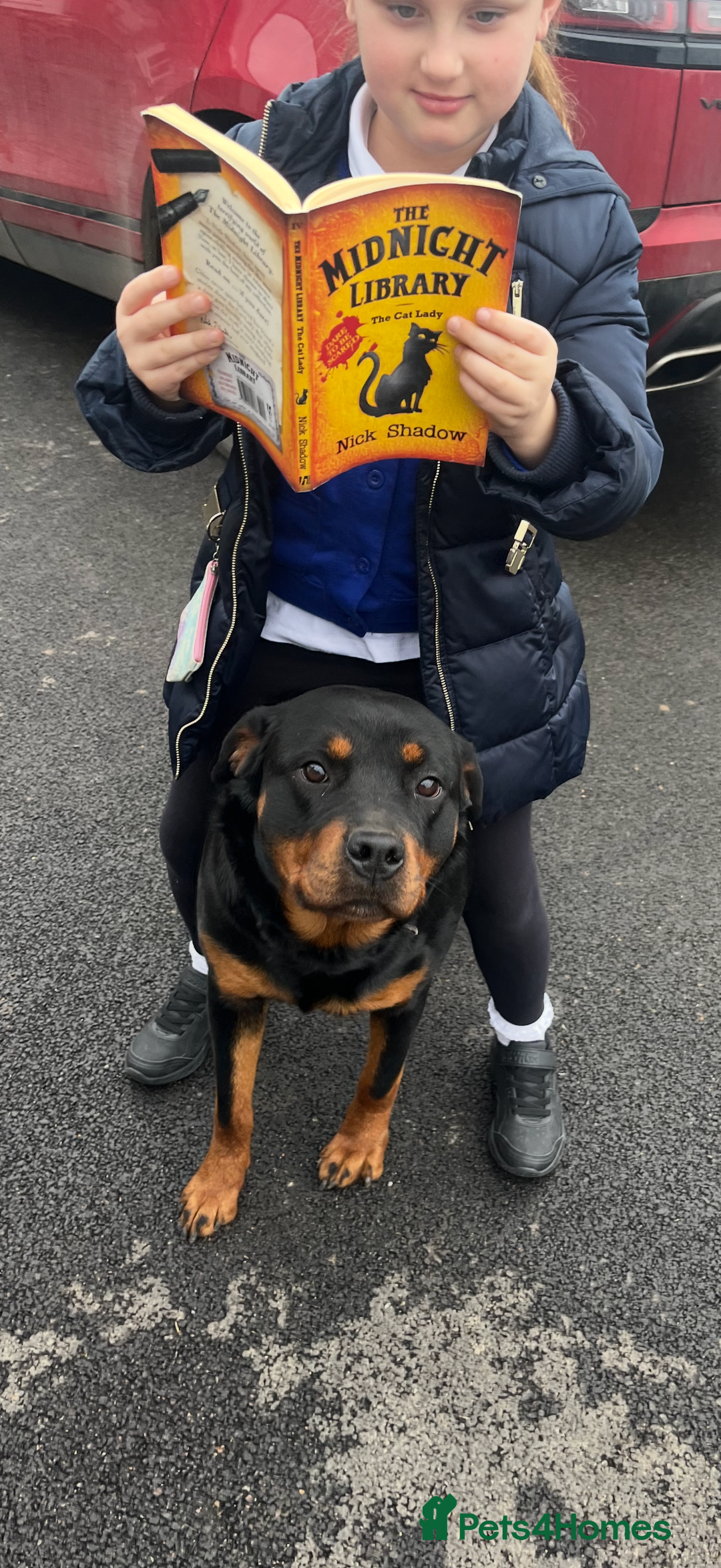 Rottweiler dogs for sale: Beautiful Rottweiler Female - Image 6