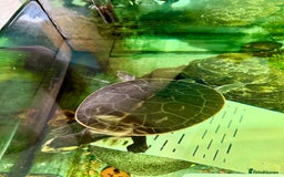 Turtle reptiles for sale: Diamond back terrapin, and Pink belly side neck  - Image 7