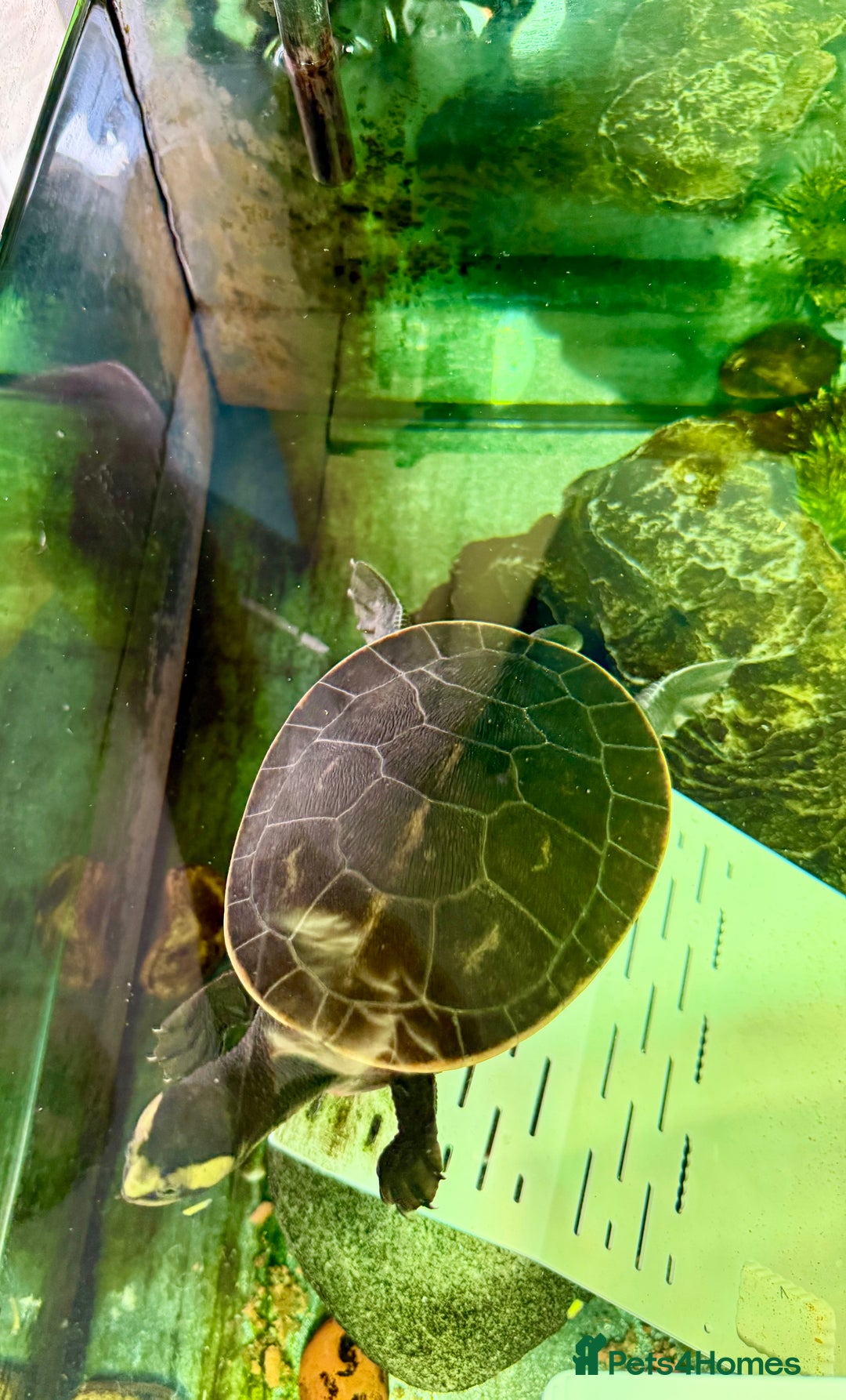 Turtle reptiles for sale: Diamond back terrapin, and Pink belly side neck  - Image 7