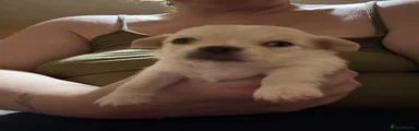 Chihuahua 2