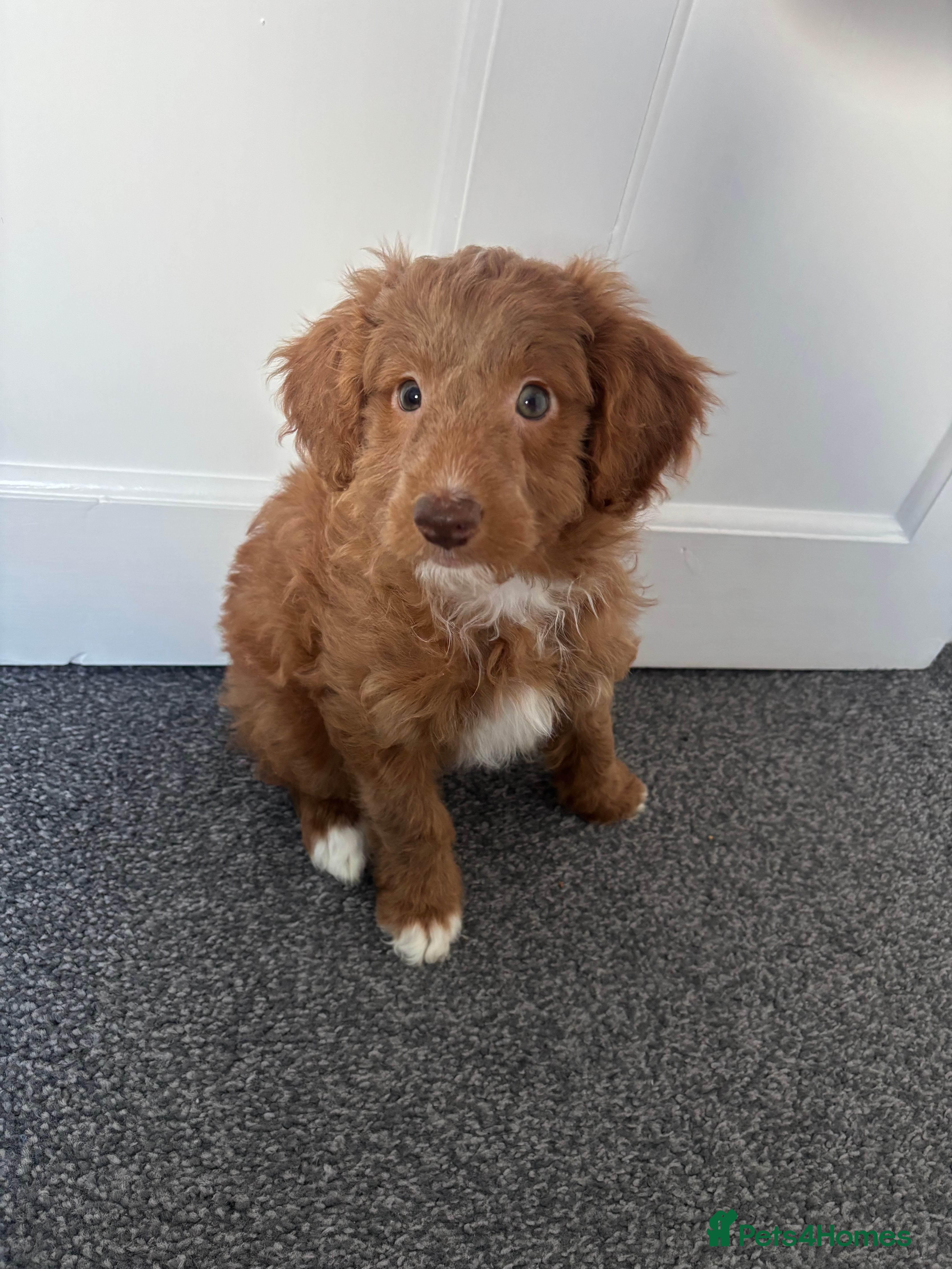 Bordoodle dogs 💙🩷READY TO LEAVE🩷💙 colliepoo puppies - Advert 8