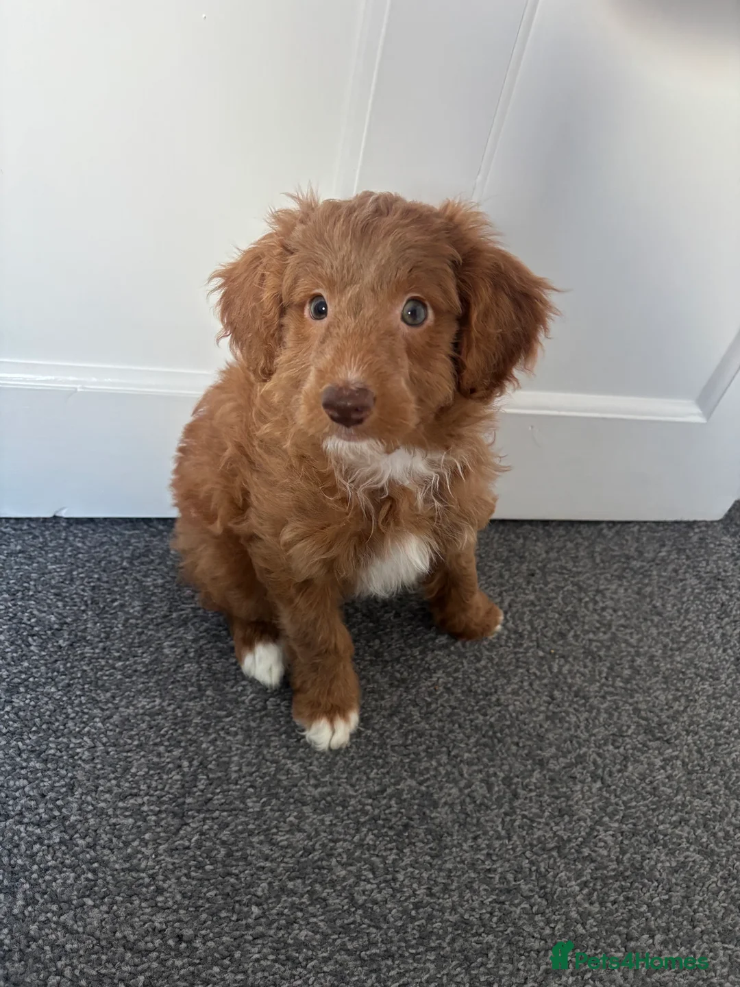 Bordoodle dogs for sale: 💙🩷READY TO LEAVE🩷💙 colliepoo puppies - Advert 2