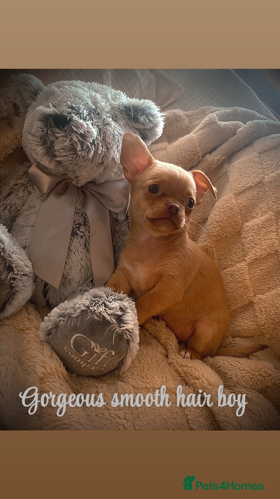 Chihuahua dogs for sale: Chihuahuas boys and girls available - Advert 7