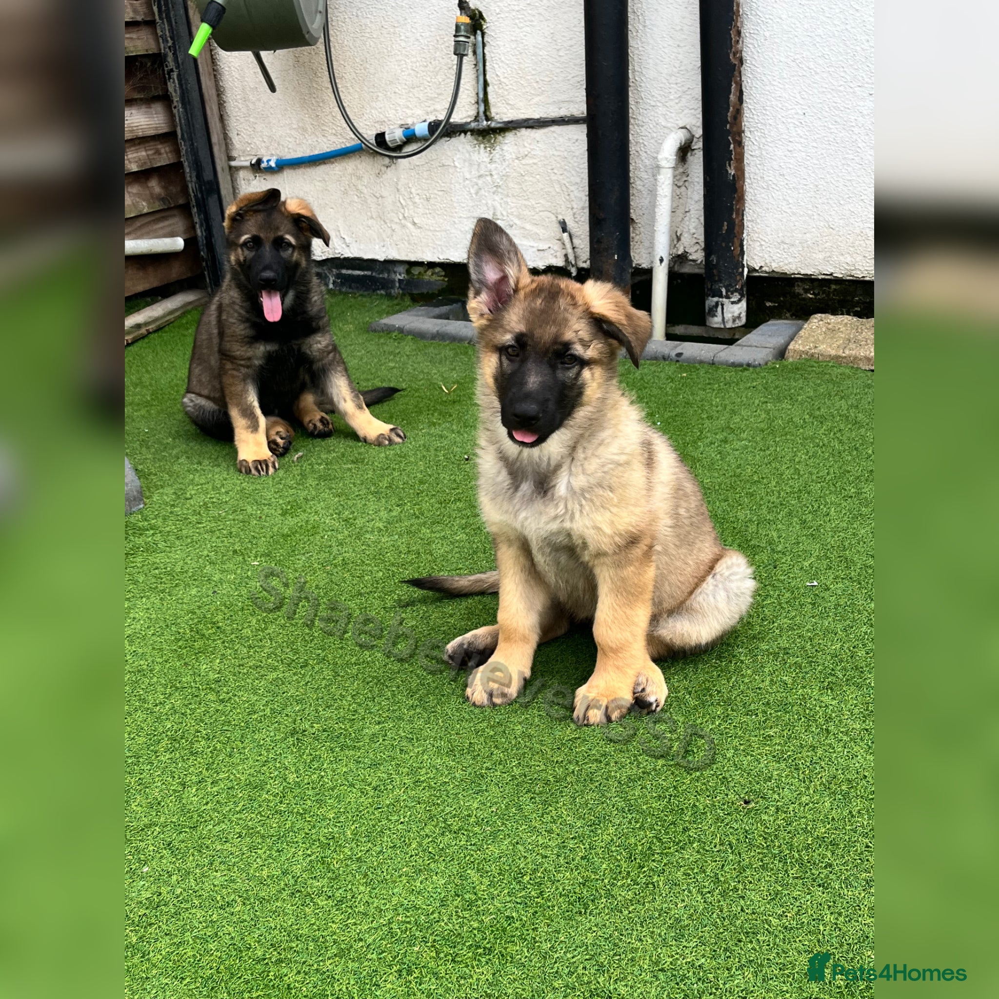 German Shepherd dogs Two KC Reg full health tested gorgeous pups left❤️ - Advert 2