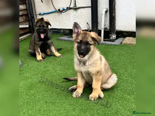German Shepherd dogs Two KC Reg full health tested gorgeous pups left❤️ - Advert 2