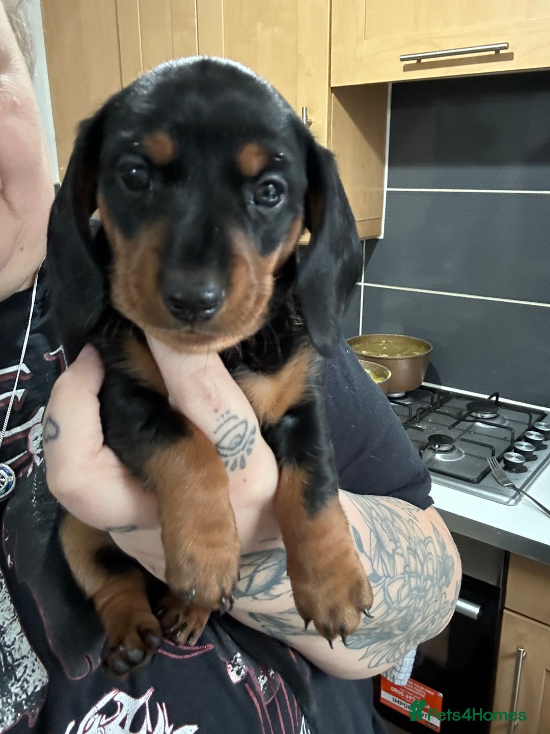 Miniature Dachshund dogs for sale: Kc miniature dachshund  - Advert 8