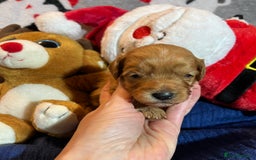 Cavapoochon dogs for sale: Cavapoochon Puppies ready from 20th December 2025  - Advert 6