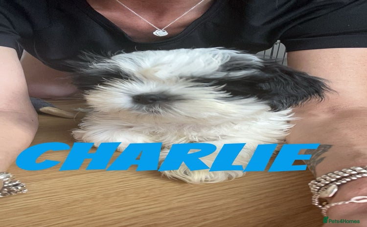 Shih Tzu dogs - Advert 1
