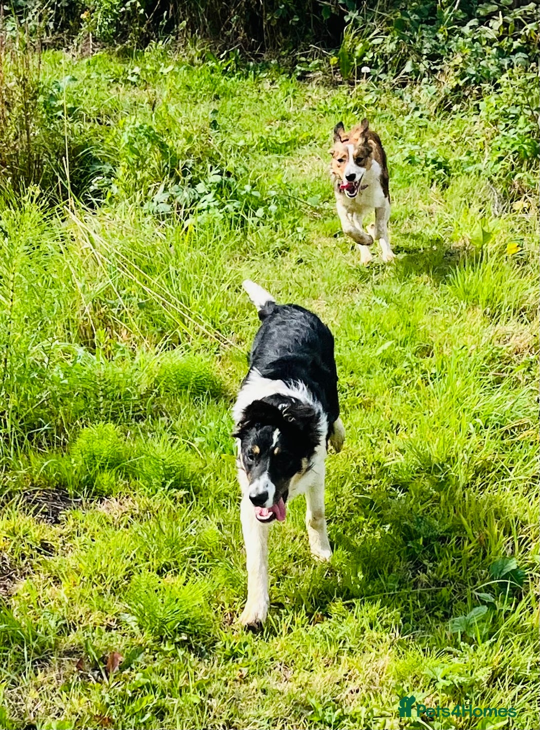 Border Collie dogs for sale: 2 x Collies (Sisters) - Image 4