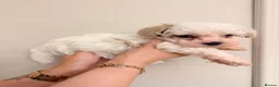 Maltipoo dogs for sale: 2X ADORABLE MALTIPOO PUPPIES in Cannock - Advert 5