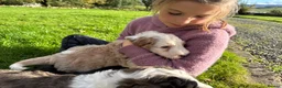 Bernedoodle dogs for sale: Outstanding Bernedoodle F1bs - Advert 8