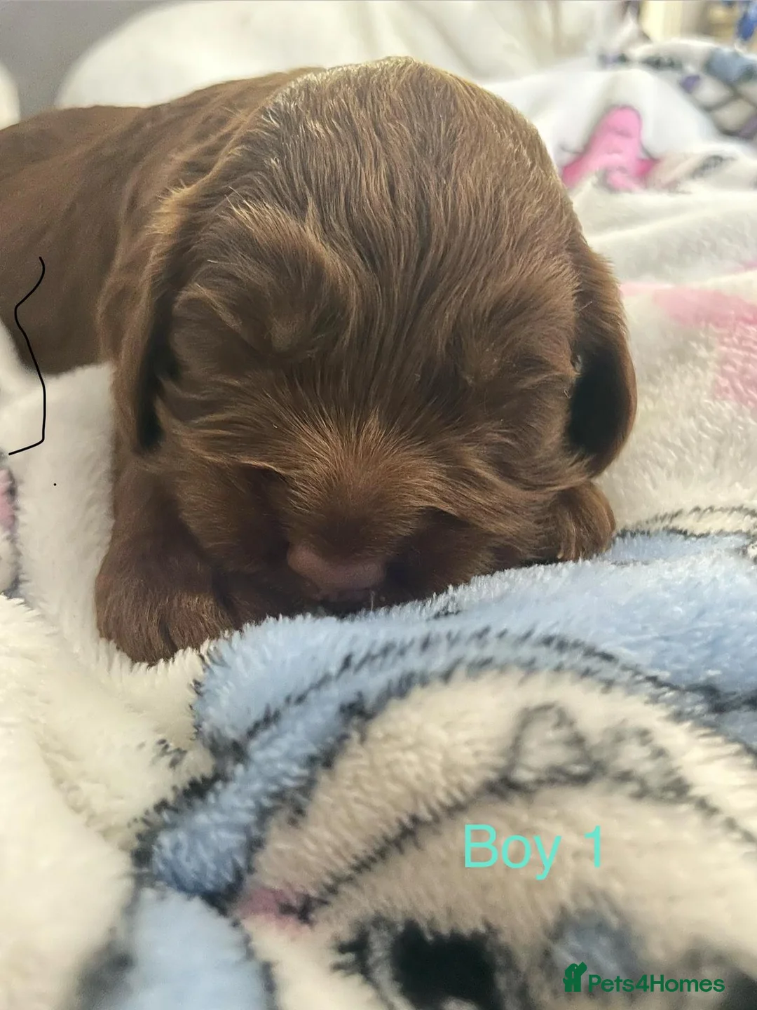 Cockapoo dogs for sale: (LAST BOY) Beautiful litter of 2 boys 2 girls - Advert 10