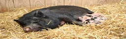 Pig livestock for sale: Swedish Pig Looking For Her Forever Home - Advert 3