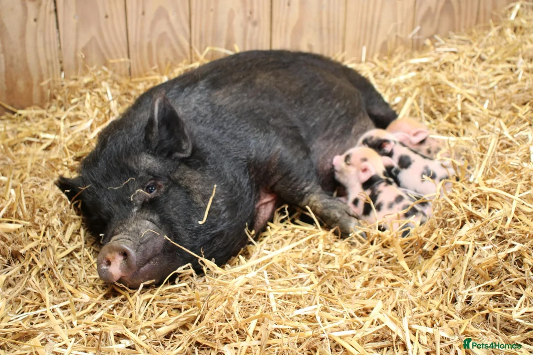 Pig livestock for sale: Swedish Pig Looking For Her Forever Home - Advert 3